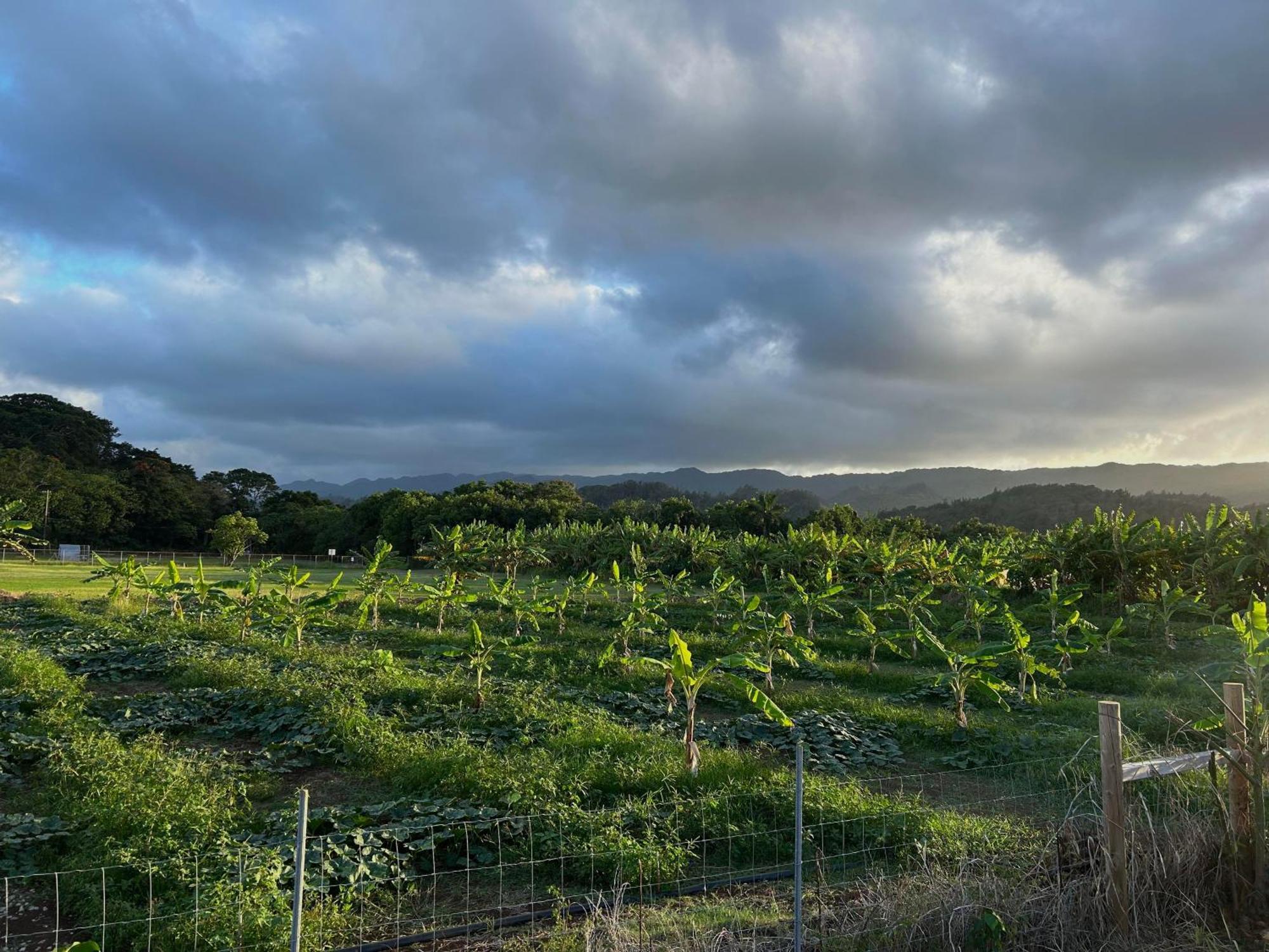 Maleka Farm: Tent Glamping North Shore Oahu Laie Extérieur photo